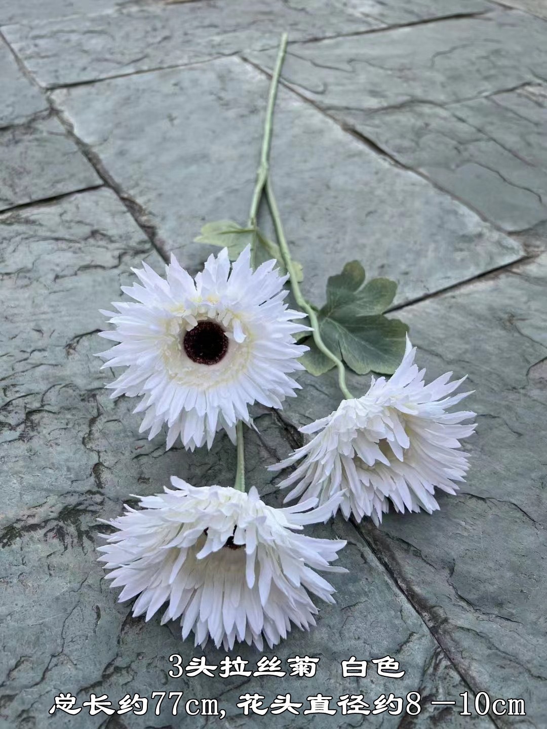 3 teste bianche di crisantemo spazzolato