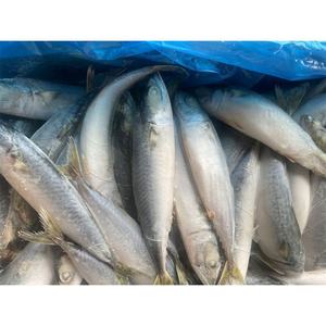 Biologische diepvries Pacifische makreel vis importeurs te koop. Koop hele DOMINE variëteiten in bulk kartonnen dozen van 10 kg. - Product Image 1