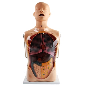 Mannequin d'entraînement Labpilot à trois cavités pour cathéter à double ballonnet, tube NG, soins gastro-intestinaux, en PVC, taille humaine, avancé - Product Image 1