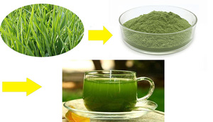 Polvere di Succo di <span class=keywords><strong>Orzo</strong></span> Naturale Senza Pigmenti, Estratto Puro di <span class=keywords><strong>Orzo</strong></span> in Polvere di Grado Alimentare - Product Image 2