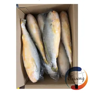 عالية الجودة كبير أصفر فروزن croaker تربية الأسماك