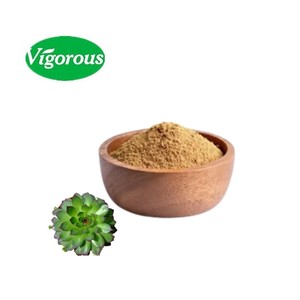 Sempervivum Tectorum fabbrica fornitura di buona qualità migliore vendita Sempervivum Tectorum estratto in polvere - Product Image 2