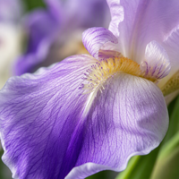 Fleur d'iris artificielle en PU effet naturel, tige unique, Iris Alice, pour arrangements floraux en gros, décoration de mariages, maisons et événements