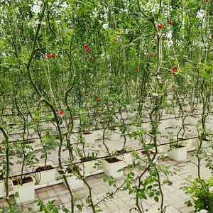 Système complet de culture hydroponique de tomates en seau hollandais avec pompe, irrigation aquaponique, longue durée de vie - Product Image 1