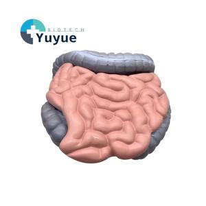 Modelo Desmontable del Tracto <span class=keywords><strong>Gastrointestinal</strong></span> Humano, Modelo Anatómico de Colon, Jejunum e Ileum para el Aprendizaje y Demostración del Sistema Digestivo - Product Image 1