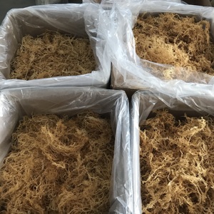 Hot Sale Premium Natural <strong>Sea</strong> <strong>Moss</strong> Top Rated Fresh Dried Seaweed <strong>Sea</strong> <strong>Moss</strong> - Product Image 4