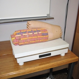 Modelo de Tejido Muscular Cardíaco Humano, Modelo de Microestructura del Miocárdio Altamente Detallado para Educación y Entrenamiento Médico, con ISO y CE - Product Image 4