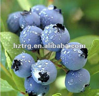 Gestandaardiseerd bosbessenfruitpoeder 25% anthocyanine, natuurlijke sapbasis voor ooggezondheidssupplementen & functionele voedingsmiddelen