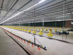 Equipo de Cría en Suelo para Granjas Avícolas PH - Construcción en Acero Inoxidable y PP - Product Image 2