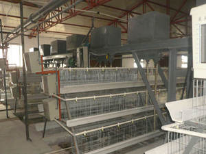 Jaula Higiénica <span class=keywords><strong>de</strong></span> Cuatro Niveles Fácil <span class=keywords><strong>de</strong></span> Limpiar con Sistema <span class=keywords><strong>de</strong></span> Ventilación para una Producción <span class=keywords><strong>de</strong></span> <span class=keywords><strong>Huevos</strong></span> Optimizada - Product Image 2