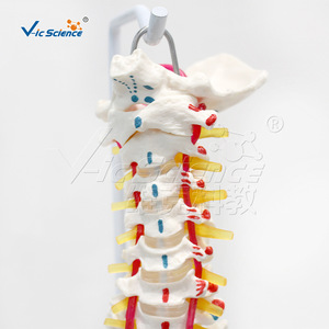 Modèle naturel de l'os occipital et des points d'origine et d'insertion des muscles pelviens des ceintures de la moelle épinière plus grande. - Product Image 2