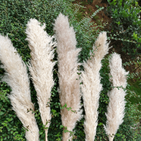 Vente en gros de fleurs naturelles d'herbe de pampa brune belle décoration de fête de mariage de style frais avec boîte de plumes sèches couronne emballée