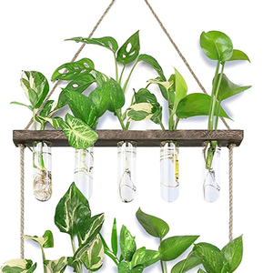 <span class=keywords><strong>Jardin</strong></span> Bureau Décoration AirPlants Cultiver terrarium mural suspendu pour plantes - Product Image 1