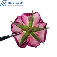 Gedroogde Geperste Roos 4-6Cm Natual Echte Roos Gedroogde Bloemen Voor Ambachten Kunsthars