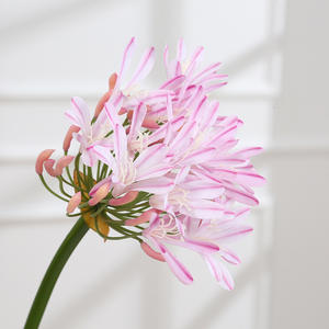 Tallo de Flor de Lirio del Nilo Artificial, Tallo Largo de Agapanthus, Decoración para el Hogar, Flor Artificial Realista de Agapanthus para Manualidades <span class=keywords><strong>y</strong></span> Bodas - Product Image 2