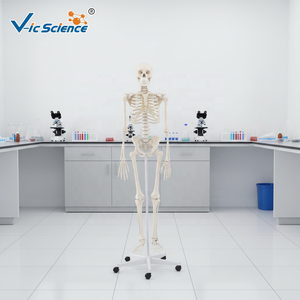 Modelo de <span class=keywords><strong>Esqueleto</strong></span> Humano de PVC para Ciencias Médicas, Modelo de Anatomía Femenina para Medicina - Product Image 4
