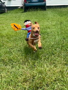 Disfraz Divertido de Vaquero Ecológico de Poliéster con Dibujos Animados para Perros y Gatos, Ropa para Perros para Fiestas de Primavera/Verano y Disfraces - Product Image 3