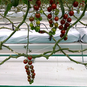 Melanzana di Coltura Idroponica e di Cocco Coltivazione Attrezzature/Sistemi di Coltura Idroponica In Crescita/Idroponica Vassoi - Product Image 3