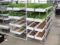 Plateau de germination d'orge plateau de fourrage en plastique systèmes de culture hydroponique système de fourrage pour la culture d'aliments pour animaux