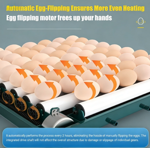 Incubadora de Huevos Totalmente Automática, Gran Capacidad de 50 a 50,000 Huevos, Apta para Pollos, Patos, Codornices y Loros - Product Image 6