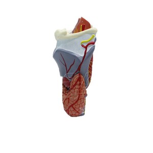 Modèle de larynx grossi 2 fois, 5 parties, aide pédagogique d'anatomie laryngée détachable, équipement pédagogique d'oto-rhino-laryngologie. - Product Image 5