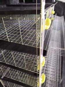 Xách tay 6-Tier chim cút chăn nuôi lồng với phân khay nhựa trung chuyển uống rượu cho chim cút nuôi - Product Image 5