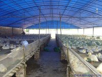 Serre tunnel en film pour élevage avicole, bovins et caprins avec système d'isolation et de refroidissement