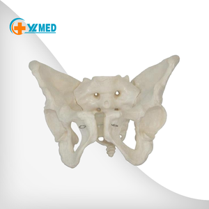 医学教育用解剖模型 プラスチック製 実物大 人間骨盤 大人女性骨盤模型 - Product Image 1