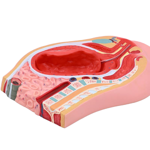 อุปกรณ์การศึกษาแบบจำลองทางกายวิภาคสำหรับการจำลองหลัง<span class=keywords><strong>คลอด</strong></span>ส่วนท้อง-อุ้งเชิงกรานผู้หญิง - Product Image 3