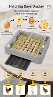 Incubateur à œufs automatique WONEGG Promotion Chicken 36 œufs, incubateur à œufs pas cher à vendre