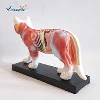 Modelo Anatómico de Acupuntura de Gato a Tamaño Real con Puntos de Meridiano Marcados, Especímen para Entrenamiento Clínico de Veterinaria con Medicina Tradicional China, CE/ISO/ROHS/CNAS