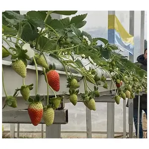 Hydroponics greenhouse NFT Growing System Vertical PVC Strawberry Gutter Vegetable Grow System for Hydroponics greenhouse