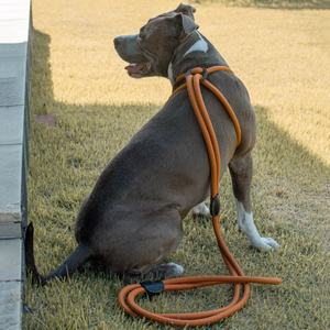 Correa para Perros Manos Libres YY, Correa Larga para Mascotas, Correas Ajustables para Perros y Arnés para Entrenamiento - Product Image 3
