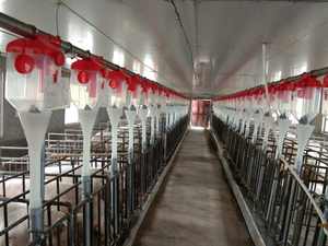 ลังตั้งครรภ์หรือคอกหว่านทำจากโลหะสำหรับเลี้ยงหมูในช่วงระยะเวลาตั้งท้อง - Product Image 2