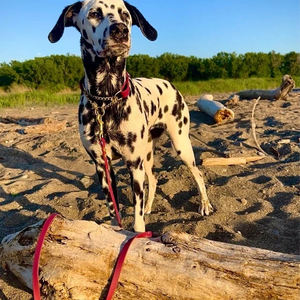 Nube azul vino Seafoam Color marino reforzado revestimiento de Pvc perro plomo Hundeleine proveedor Super resistente fuerte correa de perro personalizada - Product Image 4