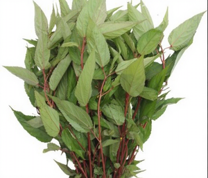 Hojas de Yute Congeladas de Vietnam BQF, Vida Útil de 12 Meses, 100% Naturales, Sin Aditivos, Sin Mezclas, Exportación Global, Buen Precio - Product Image 1