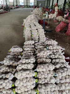 Aglio Fresco Bianco Normale/Puro di Shandong Jin Xiang Raccolto 2024 Grado Premium per il Mercato Globale - Product Image 2