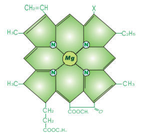 <span class=keywords><strong>คลอ</strong></span><span class=keywords><strong>โร</strong></span><span class=keywords><strong>ฟิ</strong></span><span class=keywords><strong>ล</strong></span><span class=keywords><strong>ล</strong></span>์ธรรมชาติชนิดละลายน้ำได้ เกรดอาหารแ<span class=keywords><strong>ล</strong></span>ะเครื่องสำอาง สารสกัดค<span class=keywords><strong>ล</strong></span>อ<span class=keywords><strong>โร</strong></span><span class=keywords><strong>ฟิ</strong></span><span class=keywords><strong>ล</strong></span><span class=keywords><strong>ล</strong></span>์ รับผ<span class=keywords><strong>ล</strong></span>ิตแบบ OEM - Product Image 4
