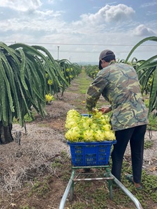 Dragon <span class=keywords><strong>Fruit</strong></span> Jaune <span class=keywords><strong>de</strong></span> Qualité Supérieure, Frais, OEM ODM, Marque VIETFAP, 100% Naturel, Exportation Vietnamienne, Norme <span class=keywords><strong>de</strong></span> Qualité, 30-40 Jours - Product Image 1