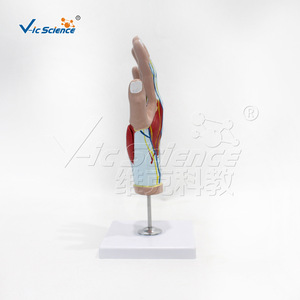 Modelo de Anatomía de Mano VIC-H015A, Modelo de Enseñanza Médica, Modelo de Enseñanza de Anatomía Humana - Product Image 4