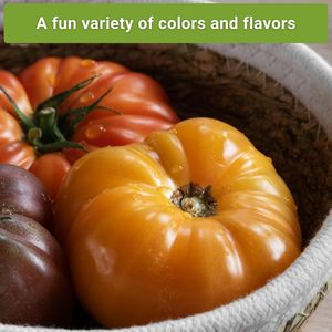 Variedades de reliquia de tomate estilo bistec sin OGM Kellogg's Cherokee Purple Mortgage Lifter <span class=keywords><strong>Ponderosa</strong></span> Home Macetas - Product Image 5