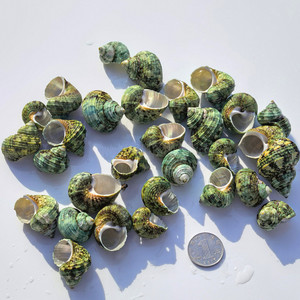 Petits <span class=keywords><strong>escargots</strong></span> verts ivoire 2-5cm trous de coquille de conque polie naturelle bricolage carillon éolien accessoires jardins d'enfants coquillage Souvenir - Product Image 2