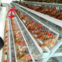Grand poulailler en métal avec enclos, poulailler pas cher pour 3 poules avec cages à poules, pondeuses à vendre