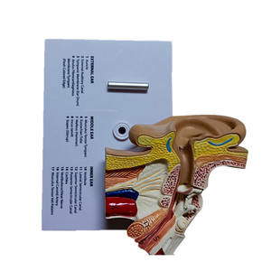 Suministros de Educación Médica, Modelo Anatómico de Oído Humano de Plástico - Product Image 1