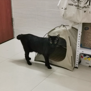 JWS-127 benutzer definierte faltbare kleine Hunde zelt im Freien Katzen bett Haus Zelt tragbare Camping Haustier Zwinger - Product Image 3