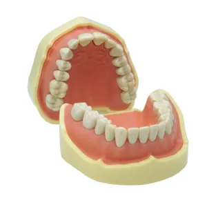 Tandheelkundige Tandheelkundige Model Tandheelkundige Pediatrische Zachte Kaak Model 28 Tanden Tandvlees Typodont