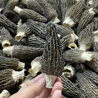 Morilles de qualité supérieure à prix préférentiel, morilles cultivées, morilles séchées biologiques