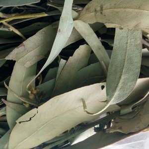 <span class=keywords><strong>Feuilles</strong></span> <span class=keywords><strong>d</strong></span>'<span class=keywords><strong>eucalyptus</strong></span> entiers sans produits chimiques, <span class=keywords><strong>feuilles</strong></span> <span class=keywords><strong>d</strong></span>'<span class=keywords><strong>eucalyptus</strong></span> naturelles, brutes et séchées, <span class=keywords><strong>feuilles</strong></span> <span class=keywords><strong>d</strong></span>'<span class=keywords><strong>eucalyptus</strong></span> en vrac pour <span class=keywords><strong>tisane</strong></span> - Product Image 4
