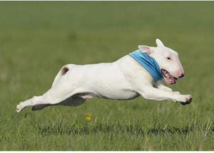 وشاح طوق باندا التبريد الفوري للكلاب التفاف الصيف لالبلدغ - Product Image 4