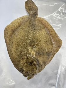 <span class=keywords><strong>Pescado</strong></span> <span class=keywords><strong>Turbot</strong></span> Entero Congelado de Primera Calidad para Venta al por Mayor y Distribución de Mariscos - Product Image 3